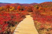Graveyard Fields 