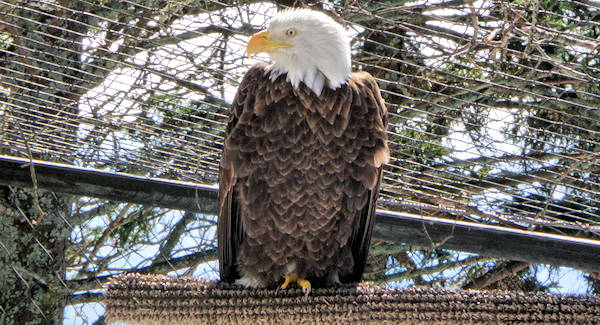 Bald Eagle, Grandfather Mountain