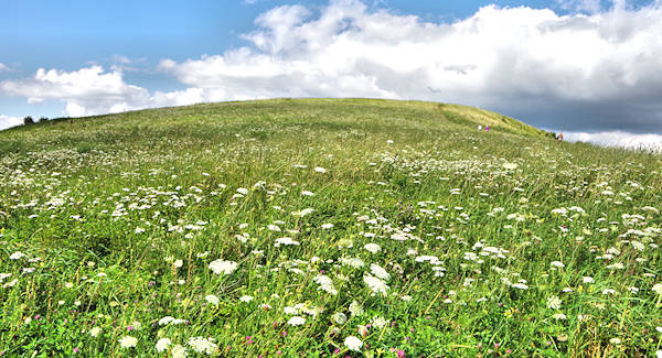 Max Patch NC