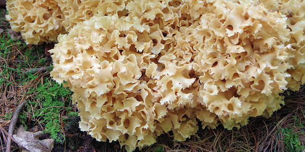 Mushrooms Pink Beds