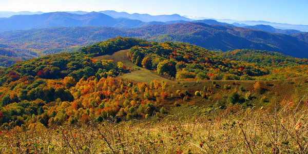 Max Patch
